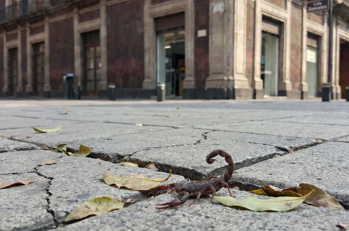 zonas con más alacranes en CDMX