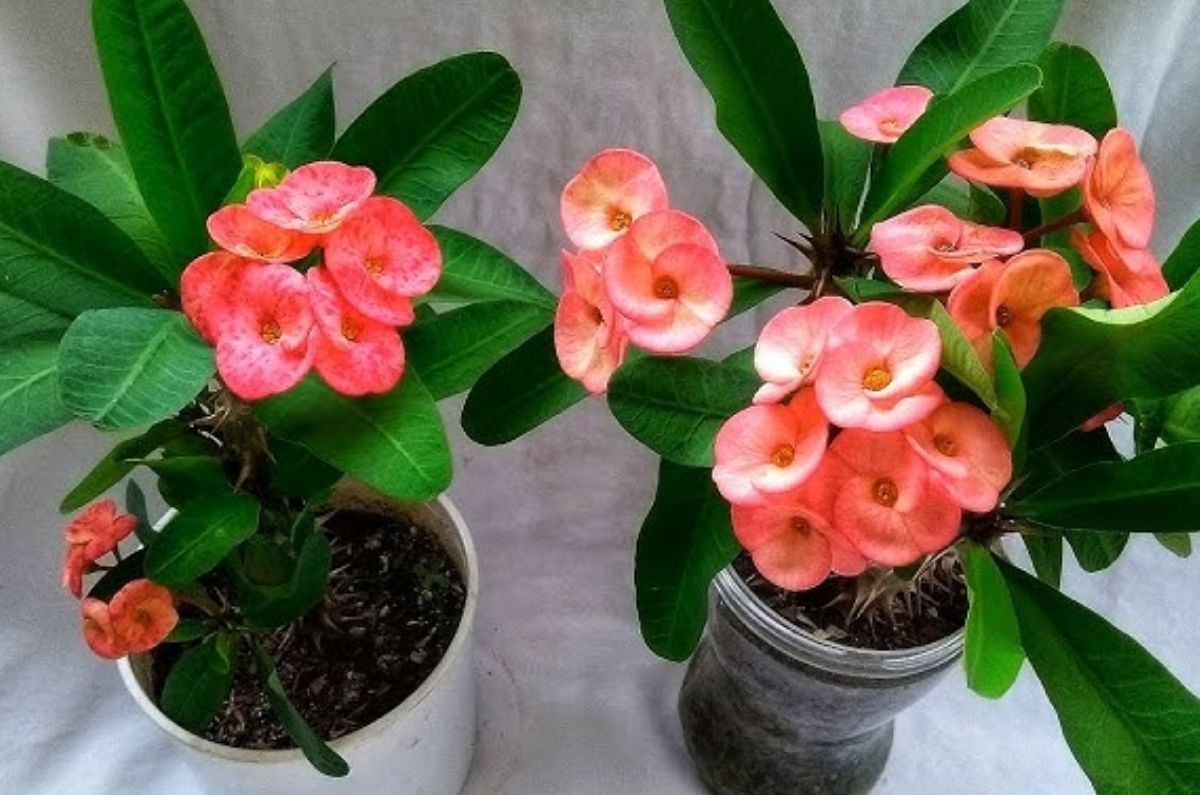 5 lugares más poderosos para poner la Corona de Cristo y atraer buenas energias