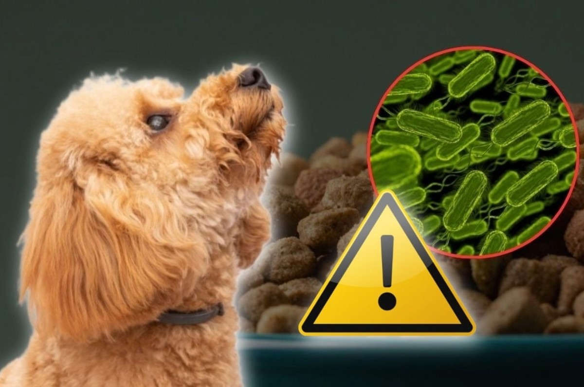 retiran alimento para perro Raaw Energy