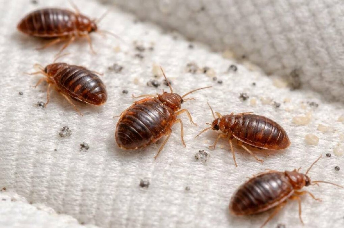 Las chinches no siempre se ven: las 3 señales que podrían revelar que ya están en tu casa