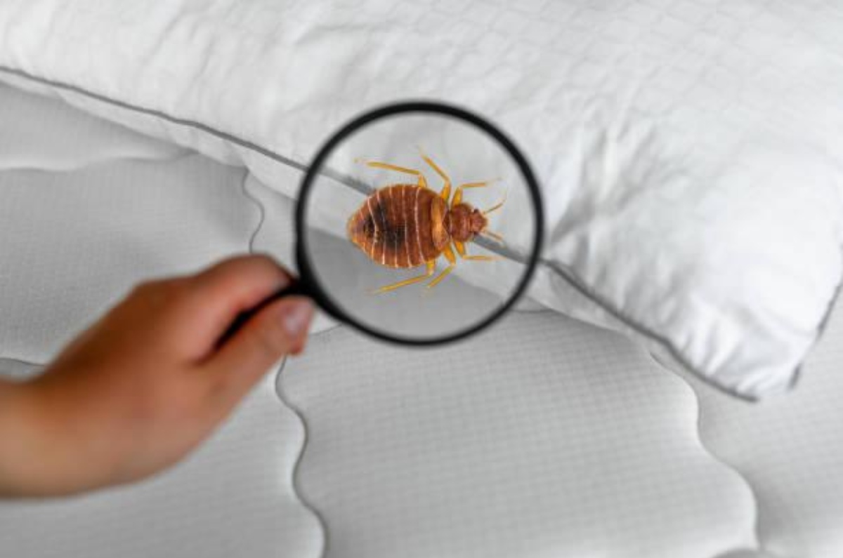 cómo saber si hay chinches en mi casa