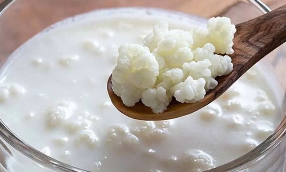 Búlgaros de leche en el refrigerador