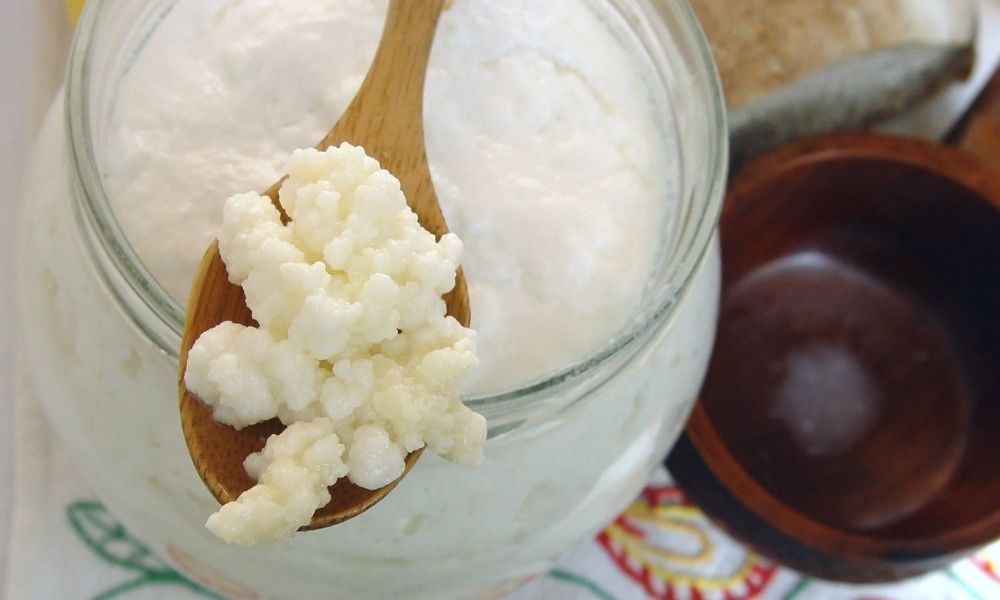 Cómo guardar los búlgaros de leche en el refrigerador