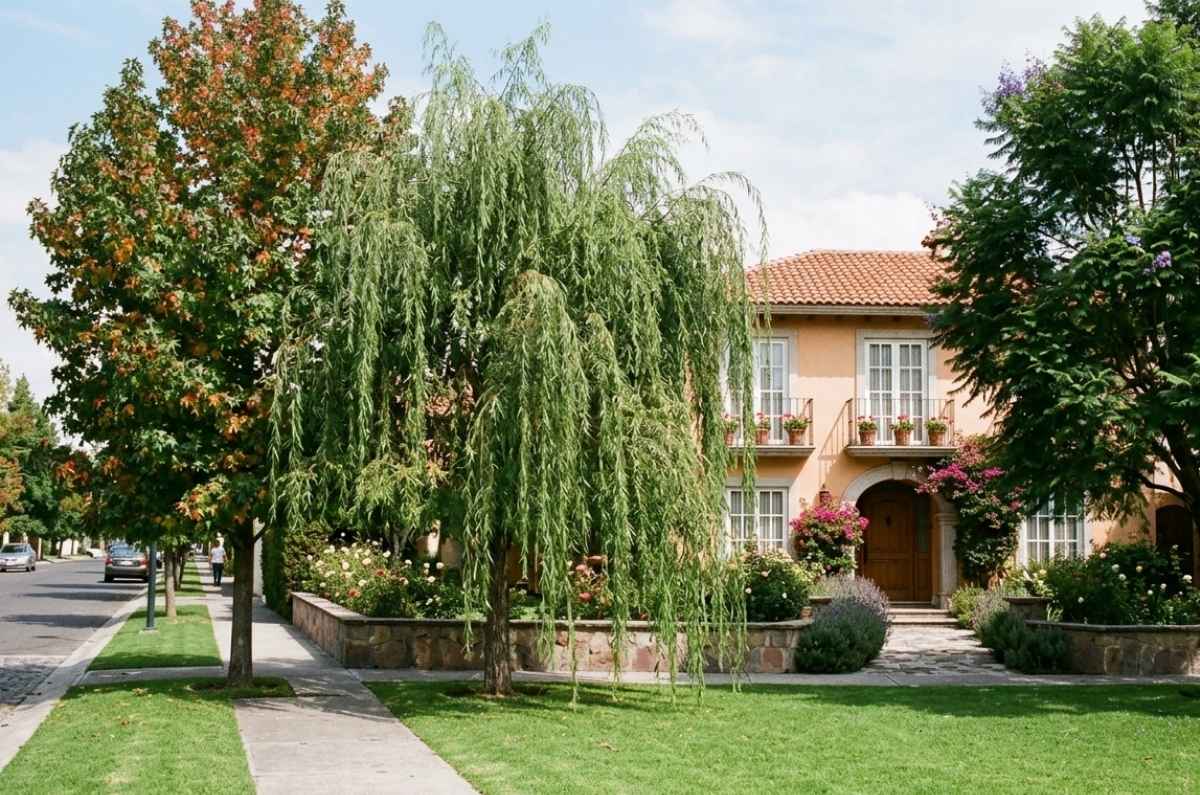 Este árbol soporta encharcamientos e inundaciones, NO rompe la banqueta y da una sombrita refrescante