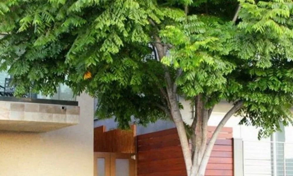 Es delito cortar un árbol