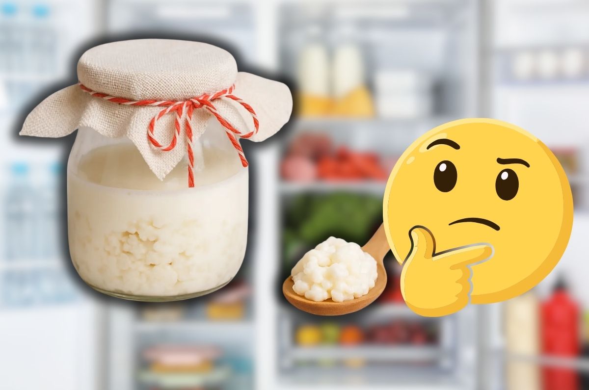 ¿Los búlgaros de leche se meten al refrigerador? Estos son los riesgos y ventajas que pocos conocen