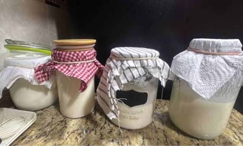 Los búlgaros de leche se tapan o no