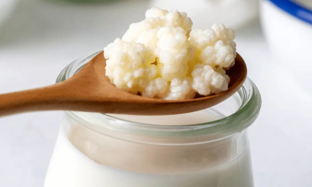 Los búlgaros de leche son gusanos o no