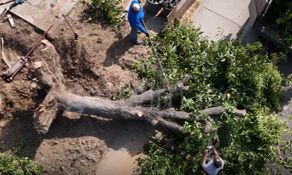 Multa cortar árbol CDMX