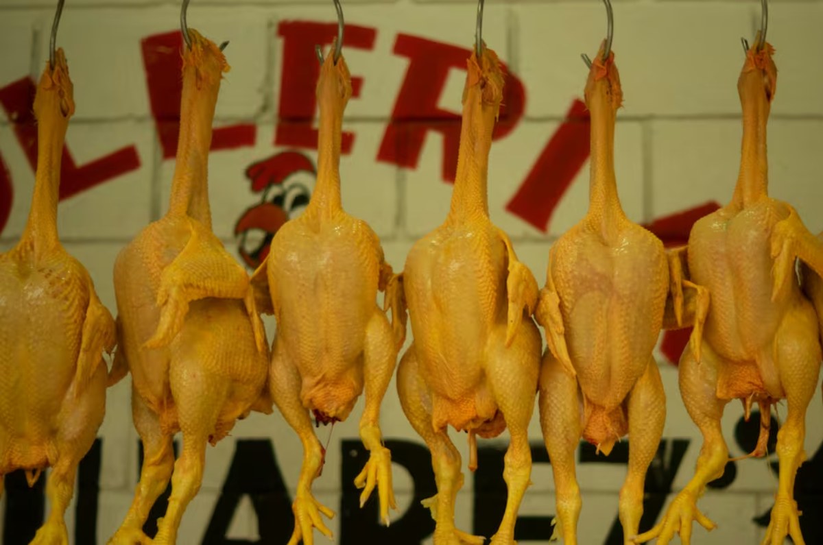 por qué el pollo es amarillo en México